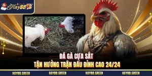 Đá gà cựa sắt