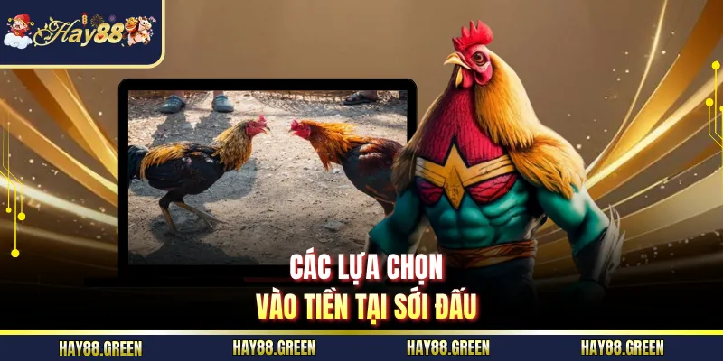 Các lựa chọn vào tiền tại sới đấu