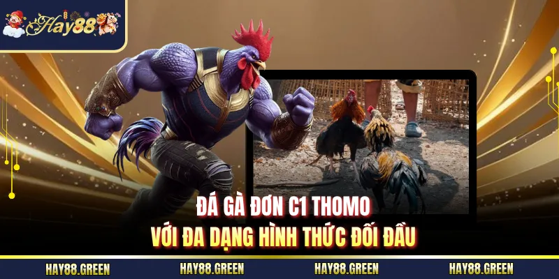 Đá gà đơn C1 Thomo với đa dạng hình thức đối đầu