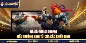 Đá gà đơn C1 Thomo