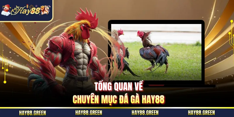 Tổng quan về chuyên mục đá gà HAY88