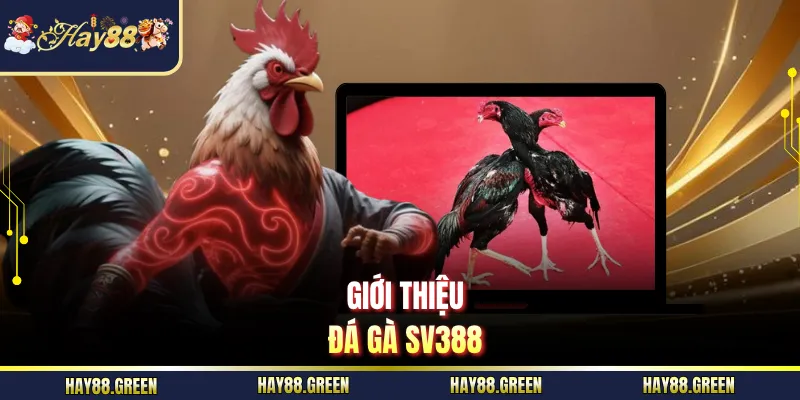 Giới thiệu đá gà SV388